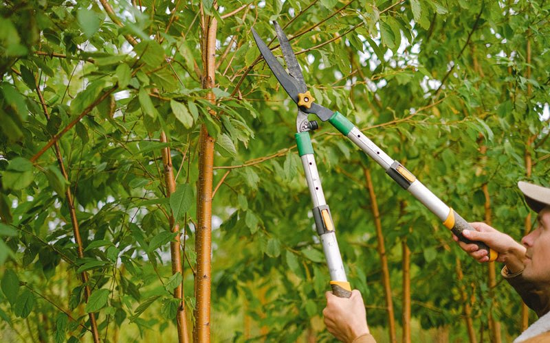 Tree trimming in Maple Valley, WA